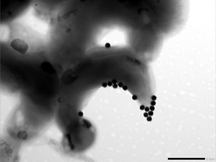 Assessing the toxicity of micro- and nanoplastics to ecosystems